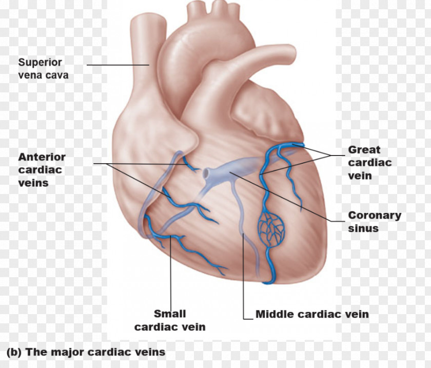 Heart Coronary Circulation Sinus Arteries Great Cardiac Vein PNG