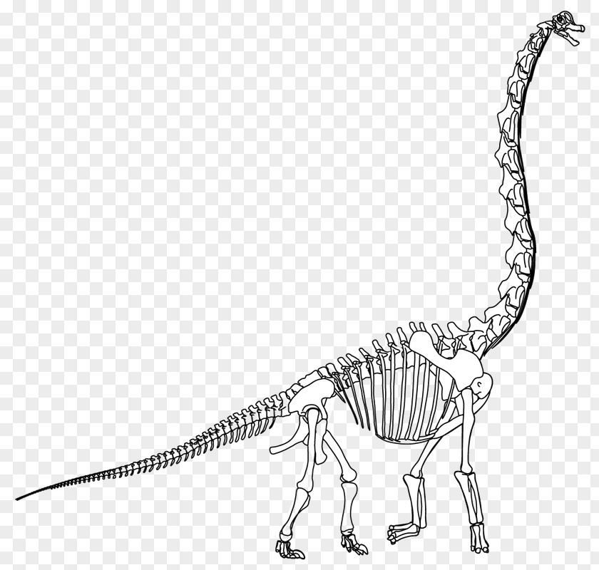 Dinosaur Skeleton Velociraptor Tyrannosaurus Terrestrial Animal Extinction Line Art PNG