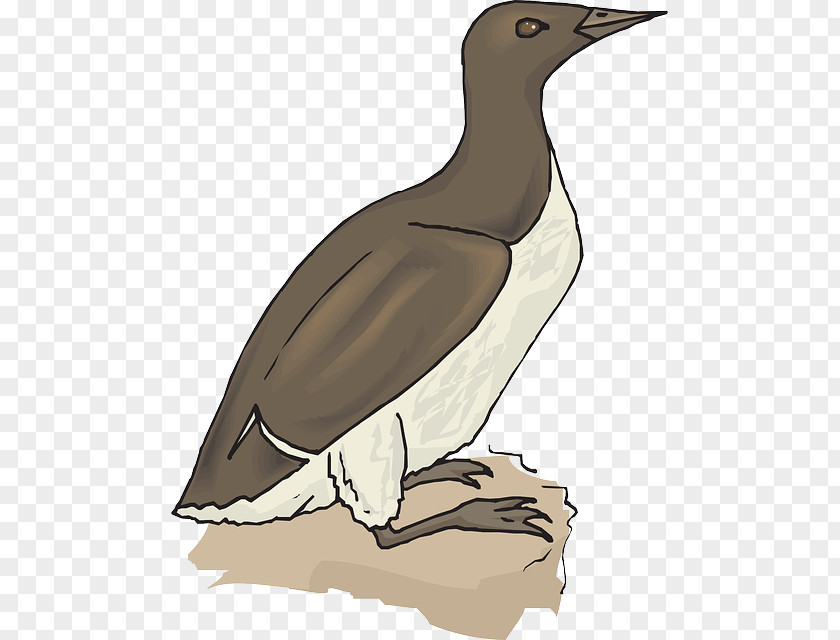 Duck Goose Penguin Bird Booby PNG