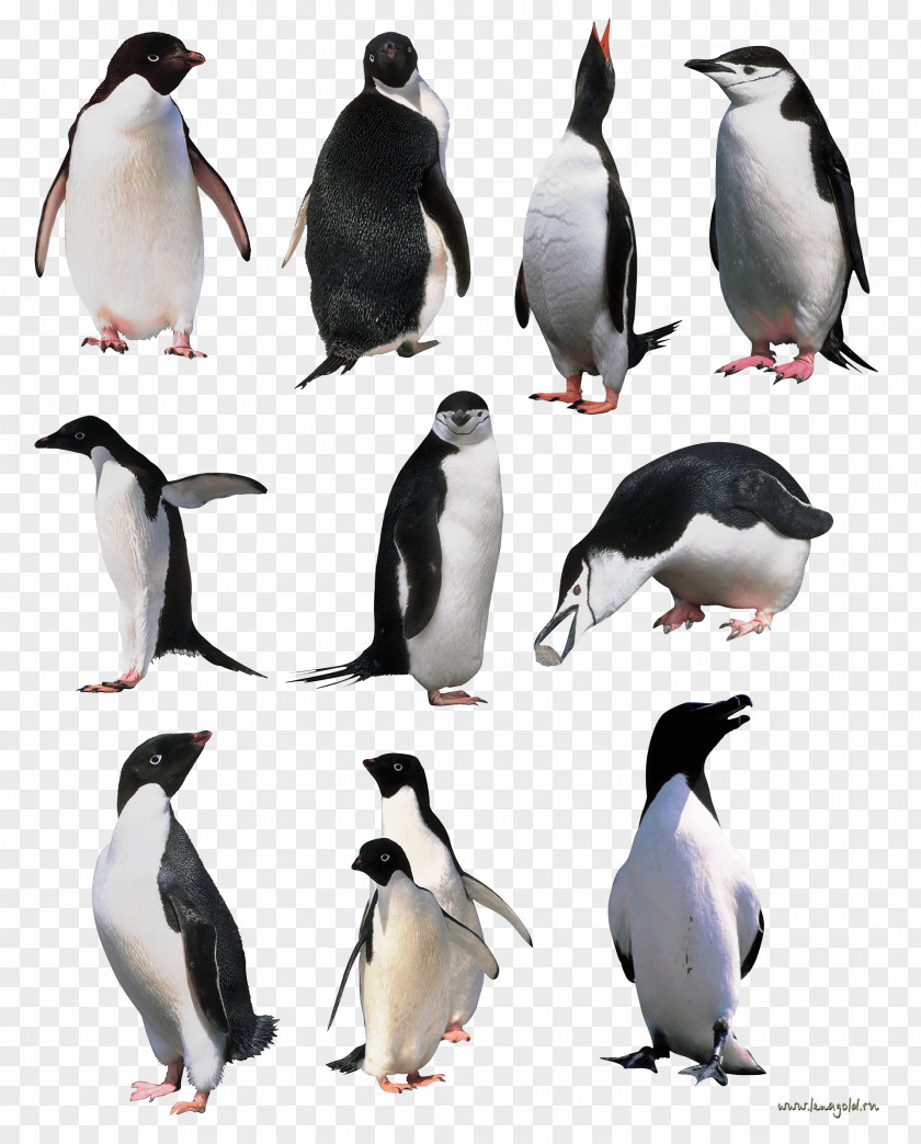 Penguins Image Macaroni Penguin The Picture Of Dorian Gray Books Book PNG