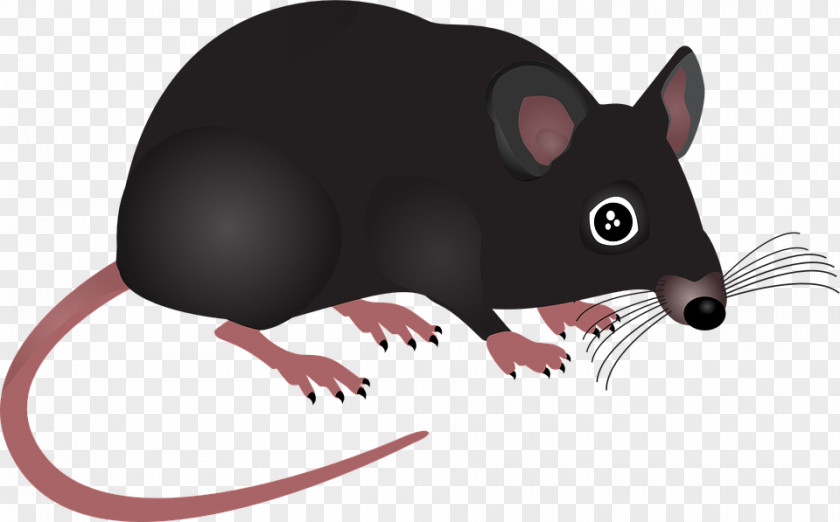 Rat & Mouse Rodent Pest Control PNG