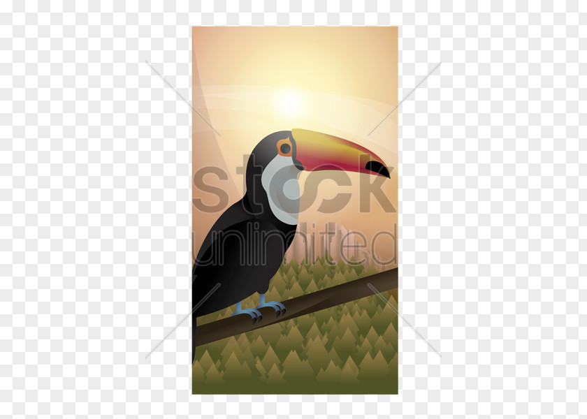 Toco Toucan Beak Stock Photography PNG