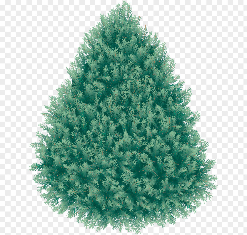 Tree Douglas Fir PNG