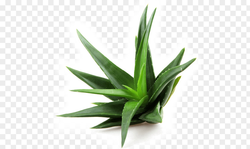 Aloe Vera Extract Succulent Plant Leaf PNG