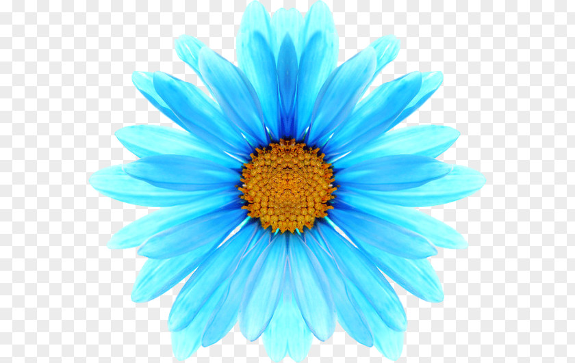 Chamomile Blue Oxeye Daisy Flower PNG