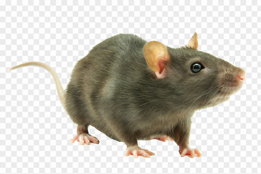 Mouse Brown Rat Rodent Black Laboratory PNG