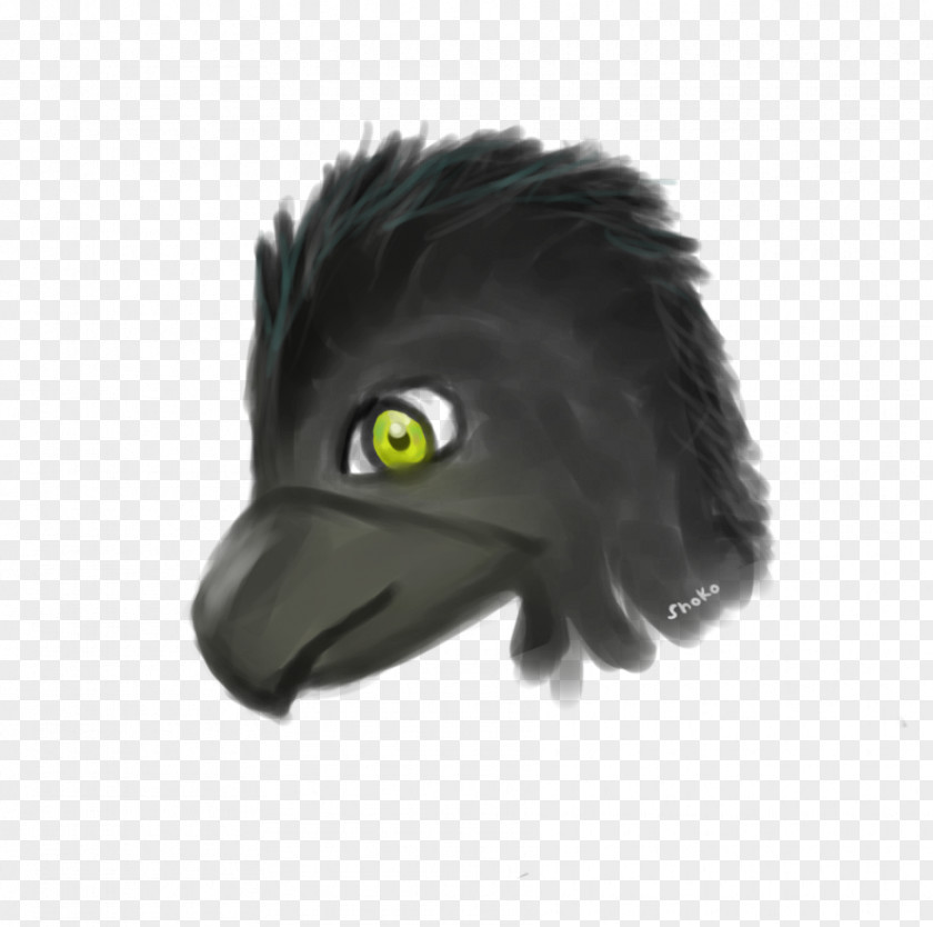 Raven Drawing Beak PNG