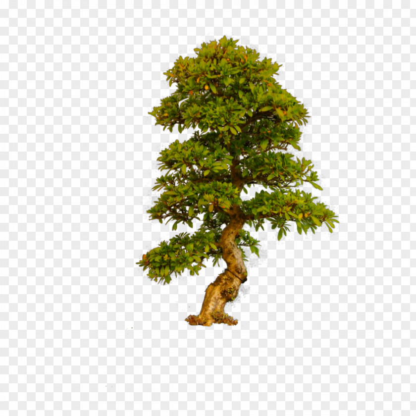 Tree Bonsai Trees (ebook Clip Art Image PNG