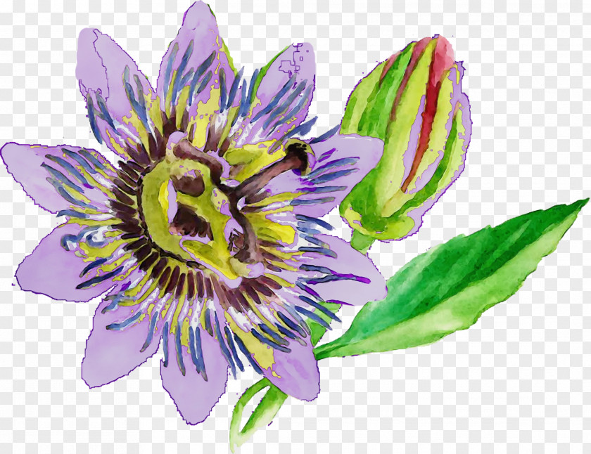 Wildflower Purple Flower Passion Passionflower Family Giant Granadilla PNG