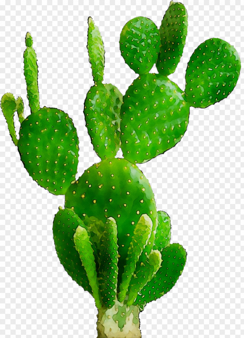 Barbary Fig Eastern Prickly Pear Nopal Plant Stem Biome PNG