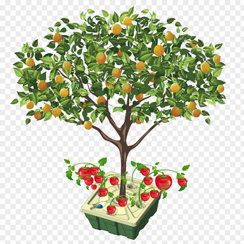 Orange Fruit Tree Apple PNG