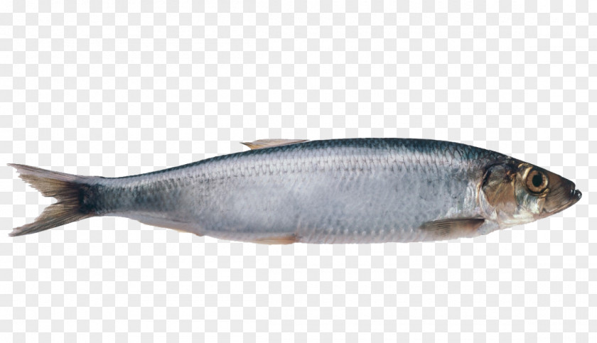 Shoal Of Fish Atlantic Herring Pollock Mackerel PNG
