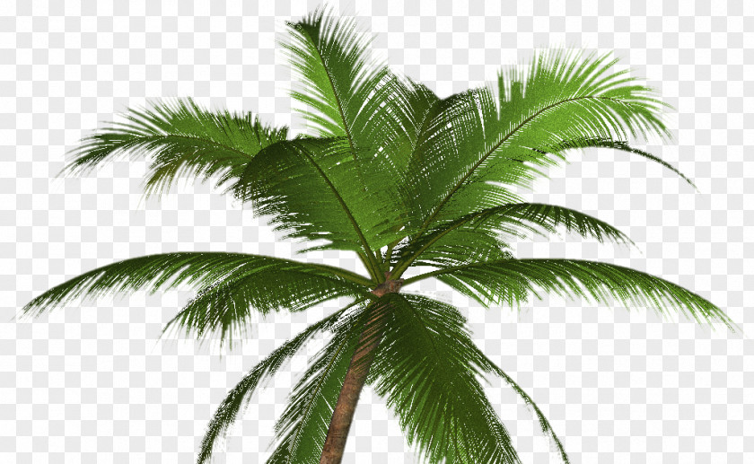 Tree Arecaceae California Palm Mexican Fan Clip Art PNG