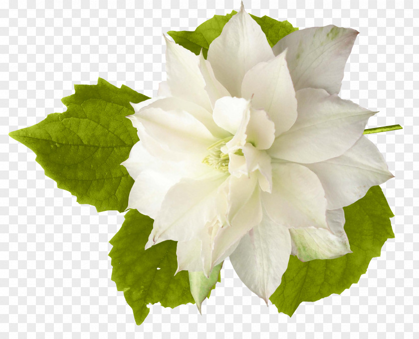 White Flower Cut Flowers Dahlia Clip Art PNG