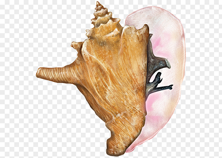 Conch Mussel Seashell Gastropods Lobatus Gigas PNG