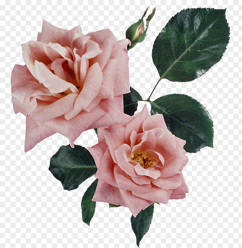 Flower Floribunda Garden Roses Memorial Rose Centifolia PNG