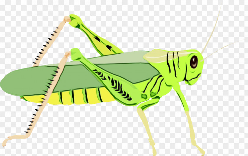 Grasshopper Insect Locust Cricket Icon PNG