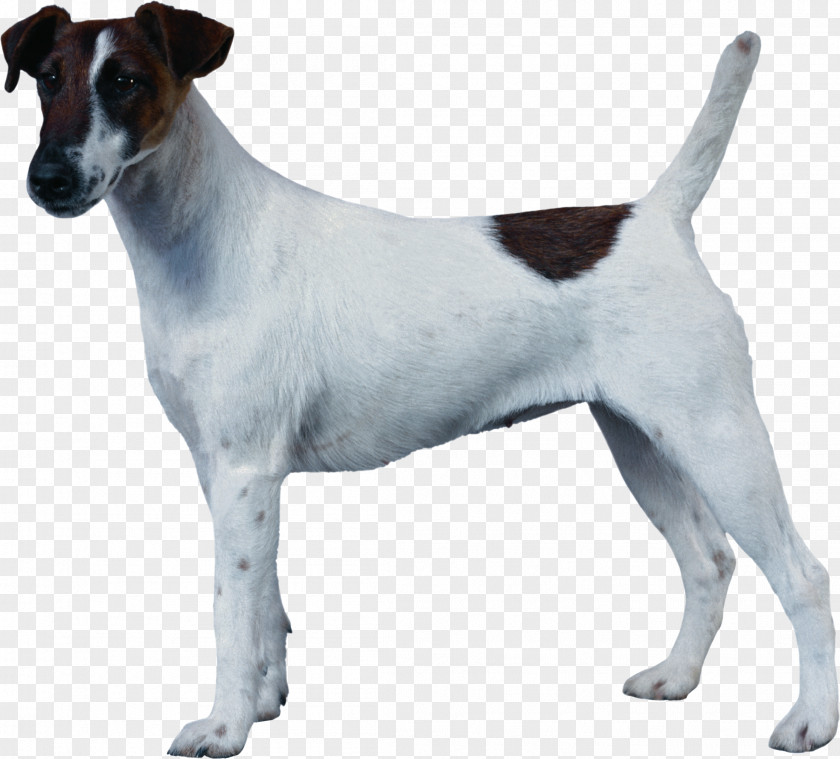Jack Russell Terrier Smooth Fox Miniature Tenterfield Chilean PNG