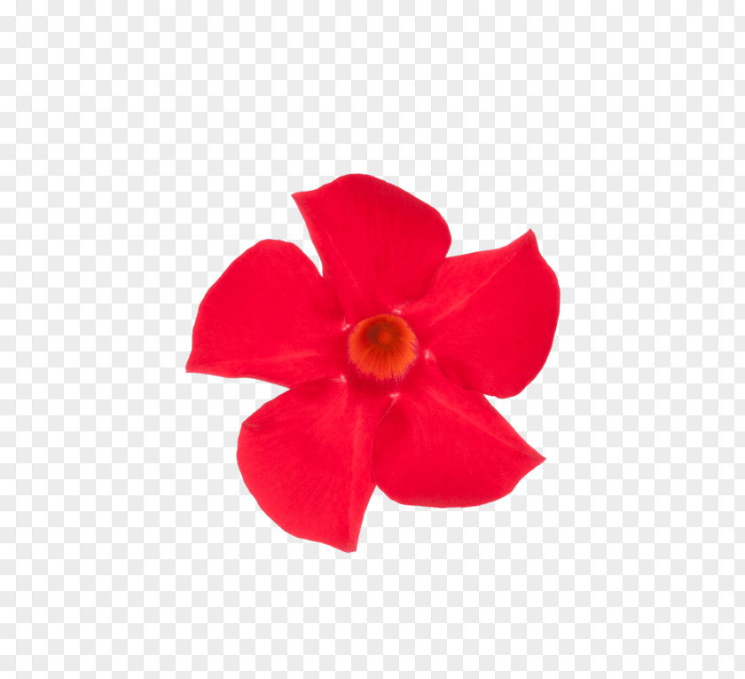 Mandevilla Sanderi Rocktrumpet Flowering Plant Mimi & Red Cut Flowers PNG