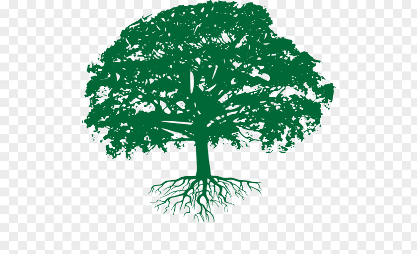 Tree Branch Oak Arborist Business PNG