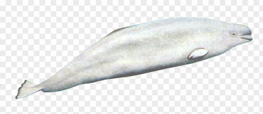 Whale Beluga Arctic Porpoise Marine Mammal Cetacea PNG