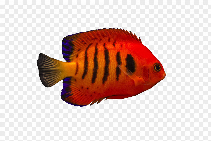 Fish Flame Angelfish Damselfish Chrysiptera Cyanea Copperband Butterflyfish PNG