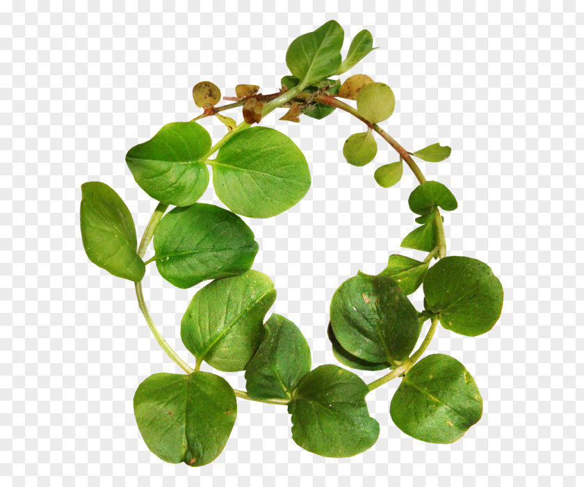 Leaf Green Chinese New Year PNG