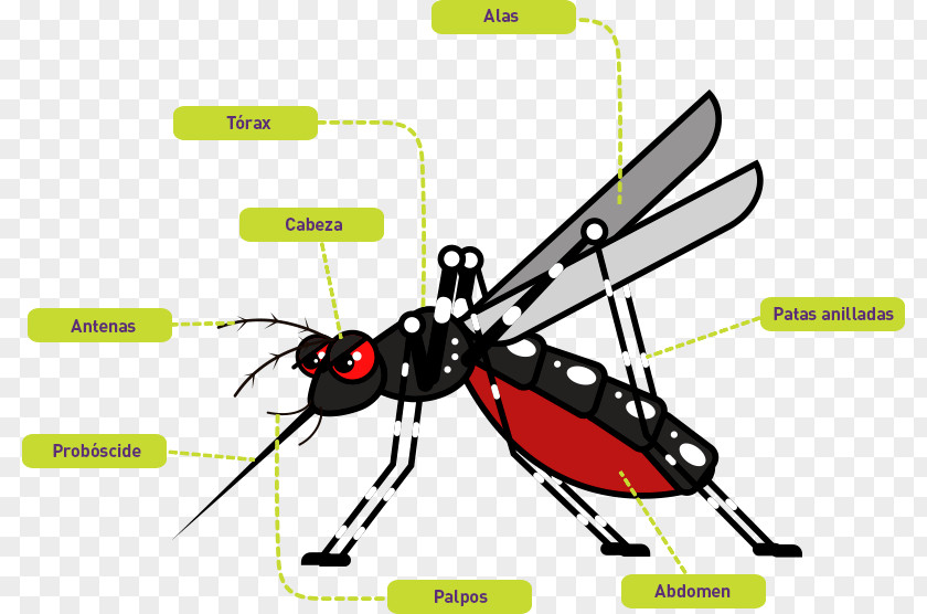 Mosquito Yellow Fever Chikungunya Virus Infection Dengue Zika PNG