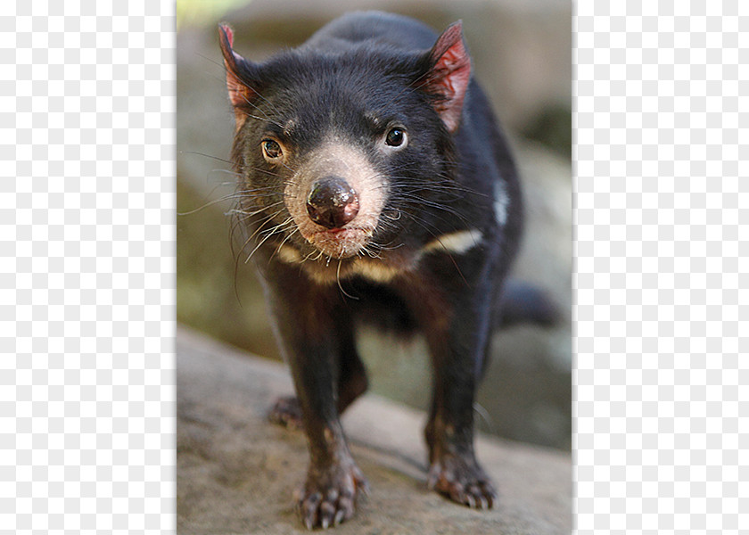 TasMANIAN Tasmanian Devil Post Cards Mail Postage Stamps Office PNG