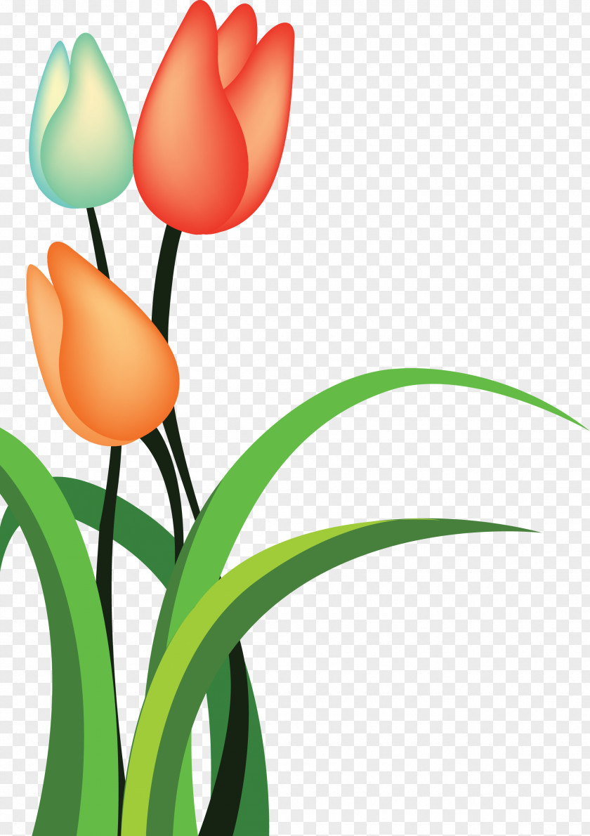 Tulip Cartoon Flower PNG