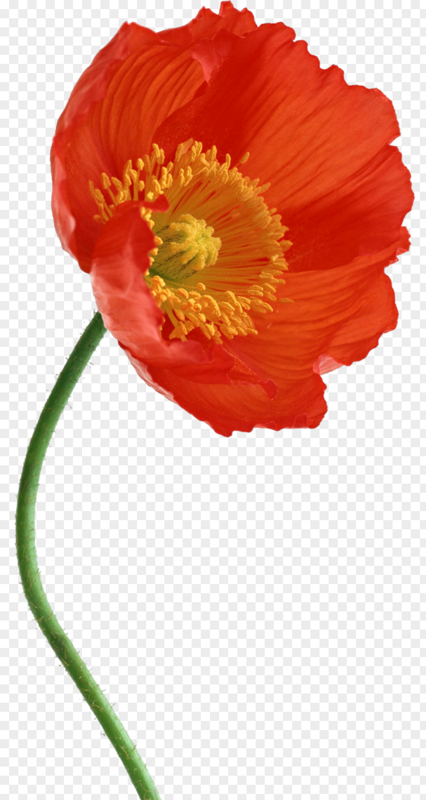 Artichokes Flower Poppy Clip Art PNG