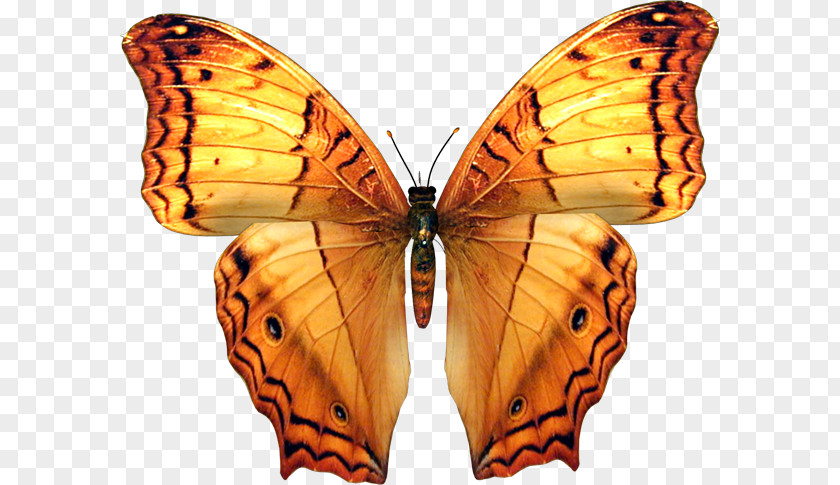Butterfly Insect Animation PNG