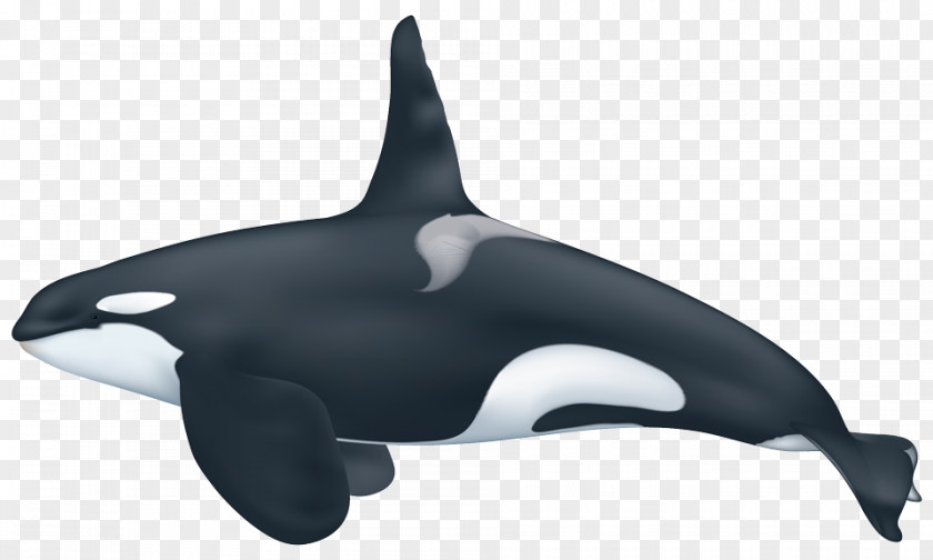 Killer Whale Captive Whales Pygmy Ecotype PNG