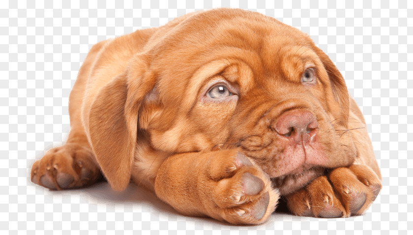 April Fools Dog Breed Dogue De Bordeaux Tosa Puppy English Mastiff PNG