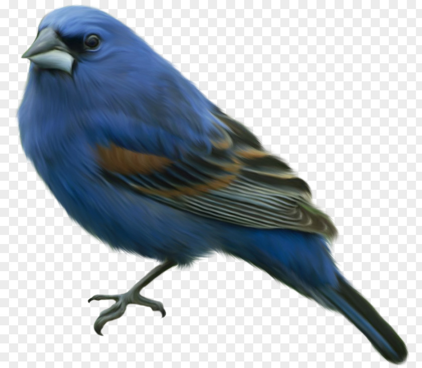 Bird Eastern Bluebird Domestic Canary Finches PNG