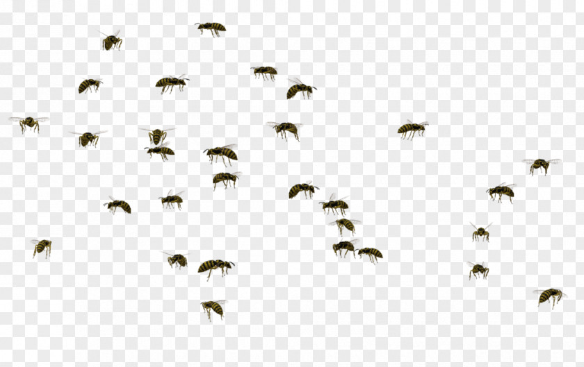 Flies Bee Insect Swarm Behaviour Wasp Clip Art PNG