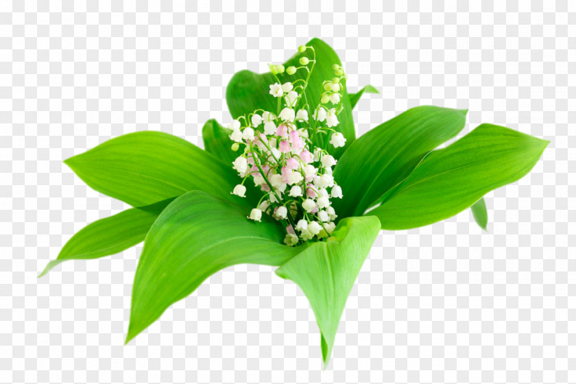 Green Lily Of The Valley Euclidean Vector Icon PNG