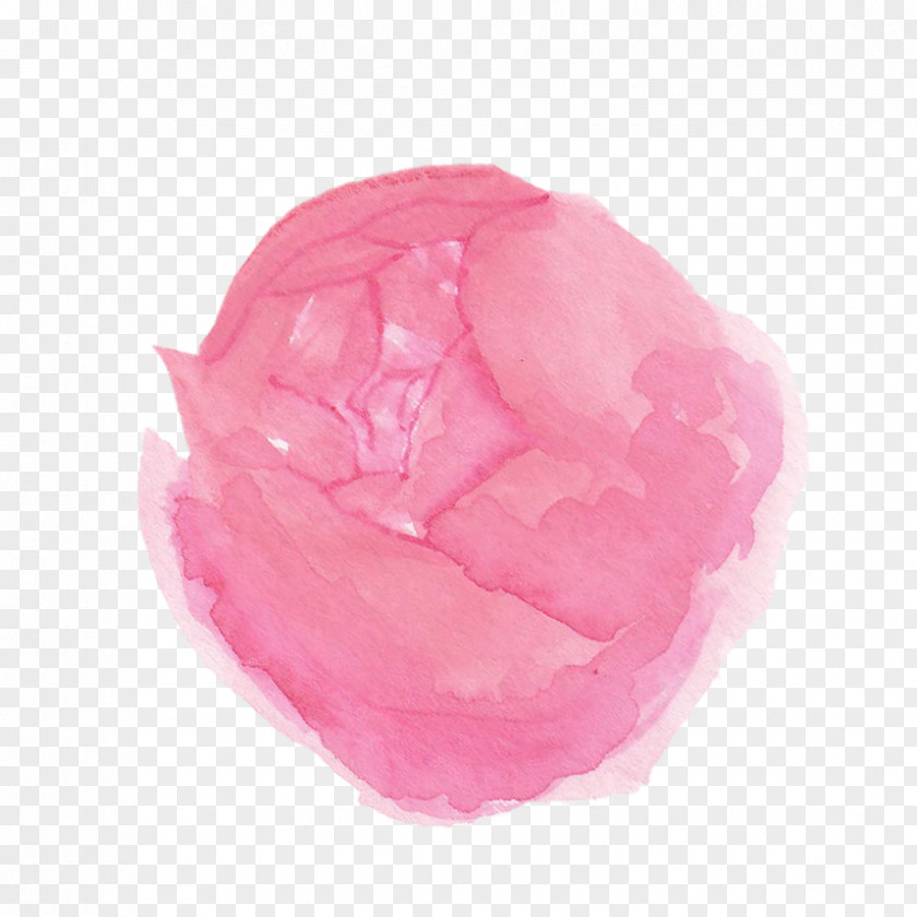 Rose Rosaceae Pink M PNG