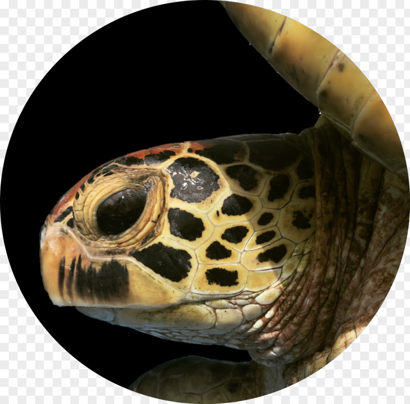 Turtle Box Turtles Hawksbill Sea Tortoise PNG
