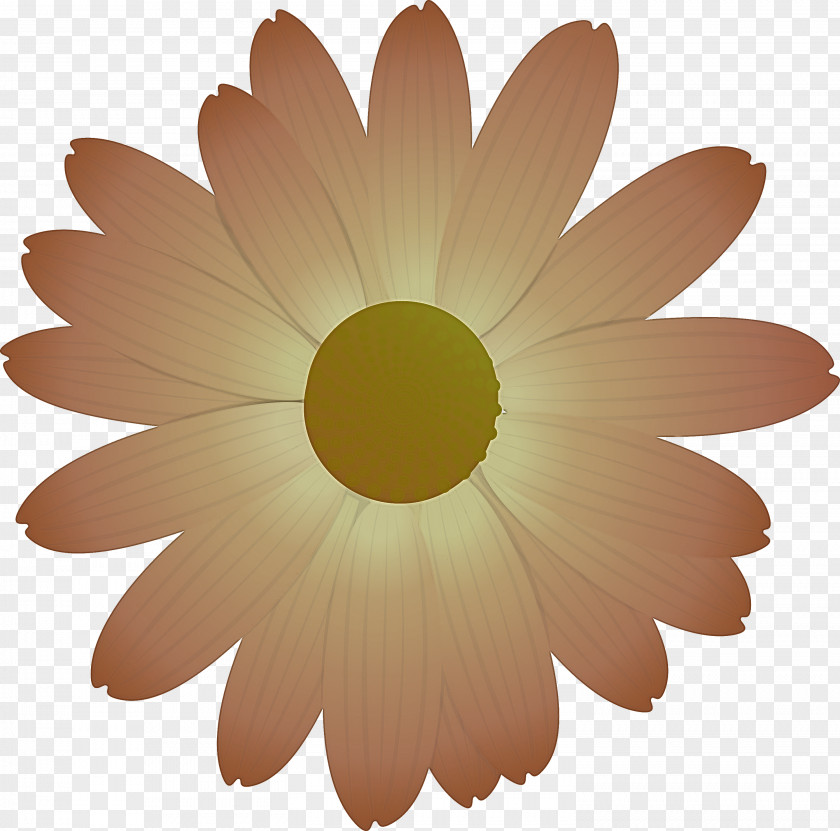 Marguerite Flower Spring PNG