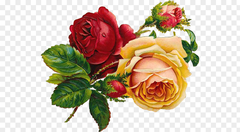 Rose Drawing Floral Design Flower Art PNG