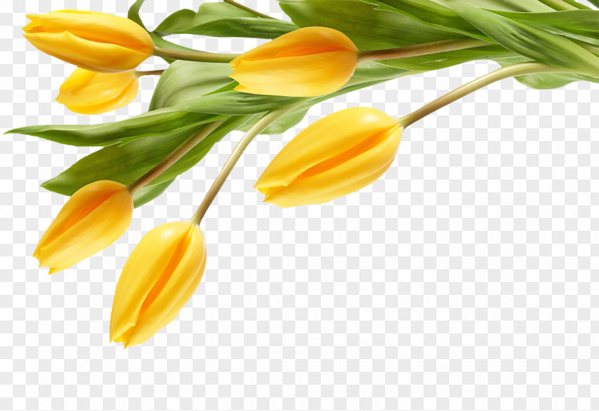 Tulip The Black Desktop Wallpaper Flower Yellow PNG