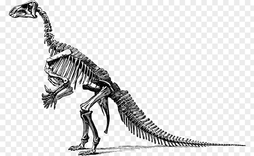 Dinosaur Vector Tyrannosaurus Stegosaurus Iguanodon Art: The World's Greatest Paleoart Brontosaurus PNG