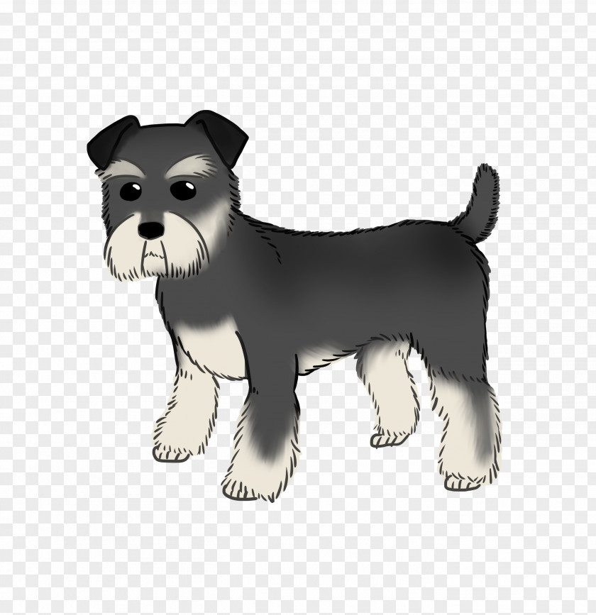 Miniature Schnauzer Puppy Dog Breed Companion PNG