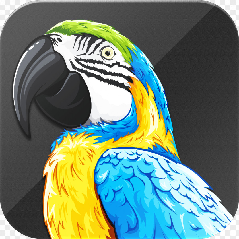 Pirate Parrot Macaw Talking Bird Beak PNG