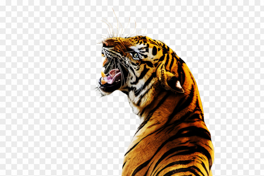Tiger Bengal Siberian Roar Wildlife PNG