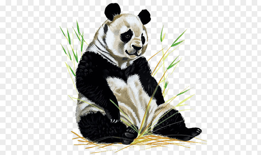 Bear Stool The Giant Panda Book Illustration Drawing Beijing Zoo PNG