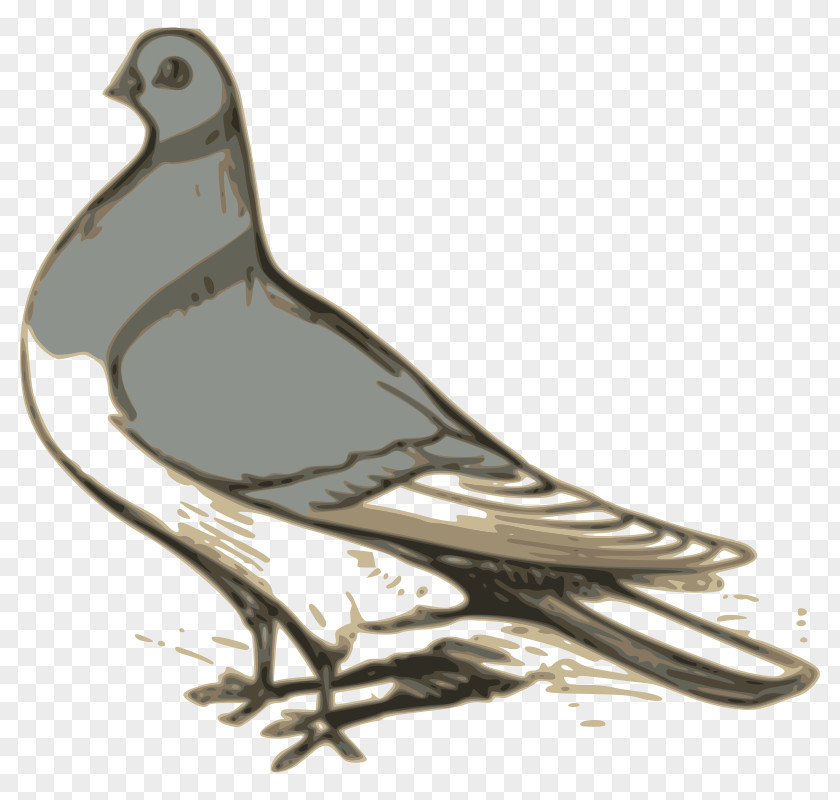 Bird Columbidae English Carrier Pigeon Homing Clip Art PNG