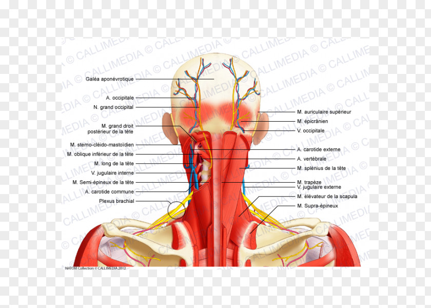 Neck Muscle Aponeurosis Posterior Triangle Of The Nerve PNG