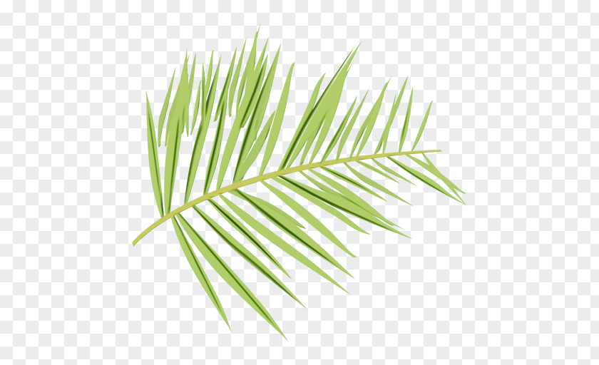 Oregon Pine Red Yellow Fir Leaf Tree White Plant PNG